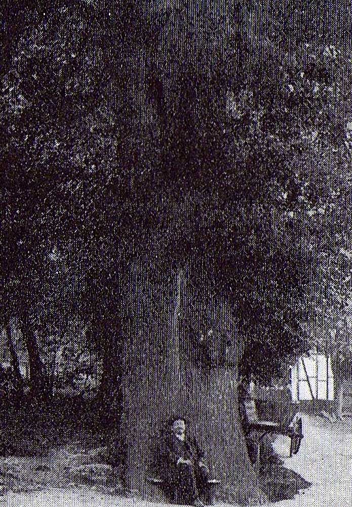 Die dickste Eiche des Siegerlandes im Jahre 1926 auf dem Hofe Wurmbach in der Winterbach in Dahlbruch