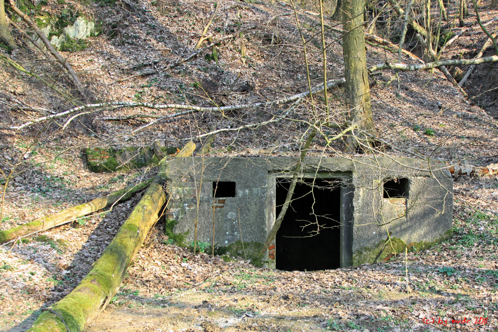 Eingang eines Luftschutzbunkers versteckt im Wald  Bild Marcus von der Ruhren